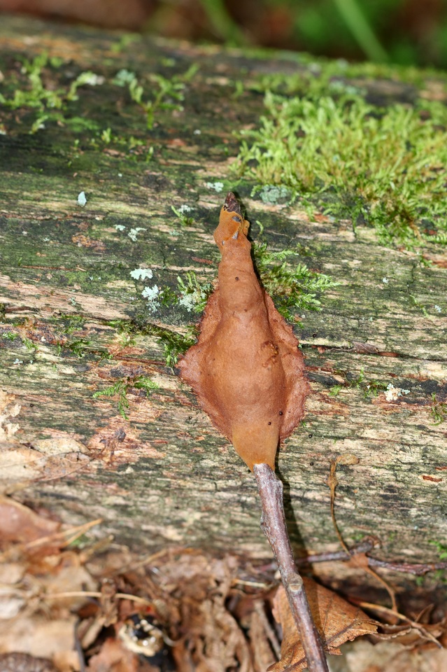 Hydnoporia corrugata image