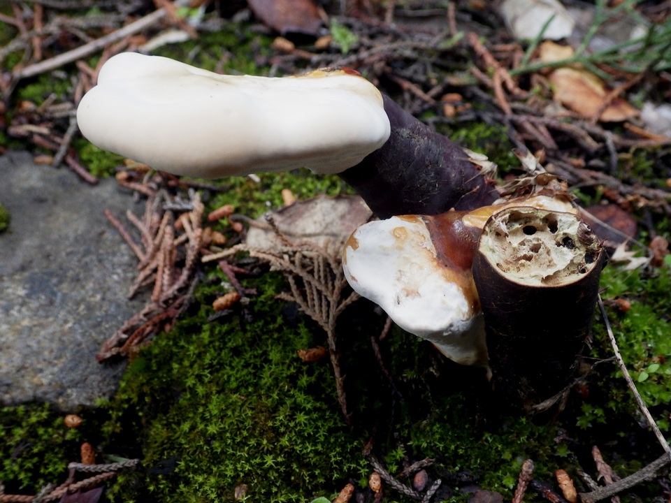 Ganoderma valesiacum image