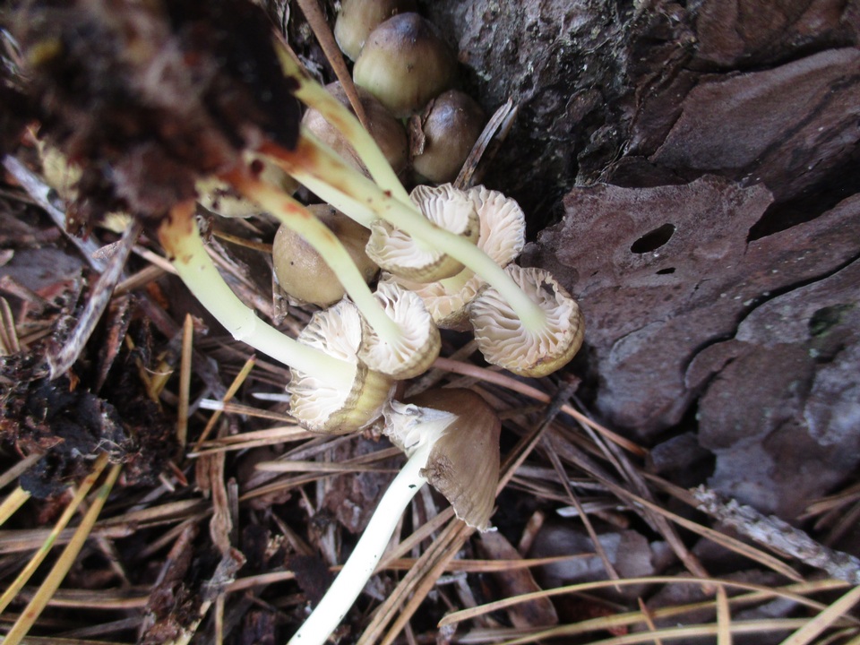 Mycena epipterygia var. brunneola image
