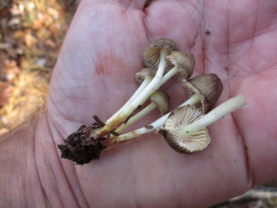 Mycena epipterygia var. brunneola image