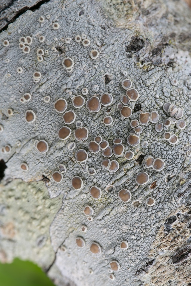 Lecanora albella var. rubescens image