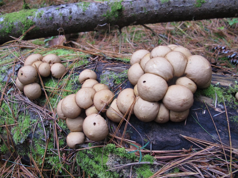 Lycoperdaceae image