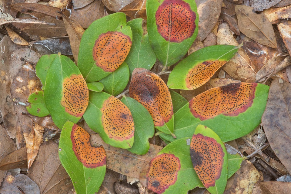 Ophiodothella image
