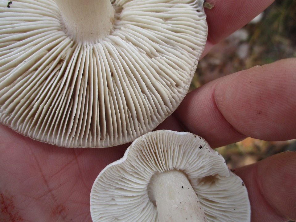 Tricholoma argenteum image