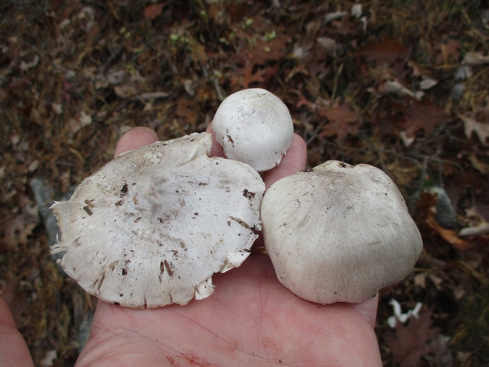 Tricholoma argenteum image