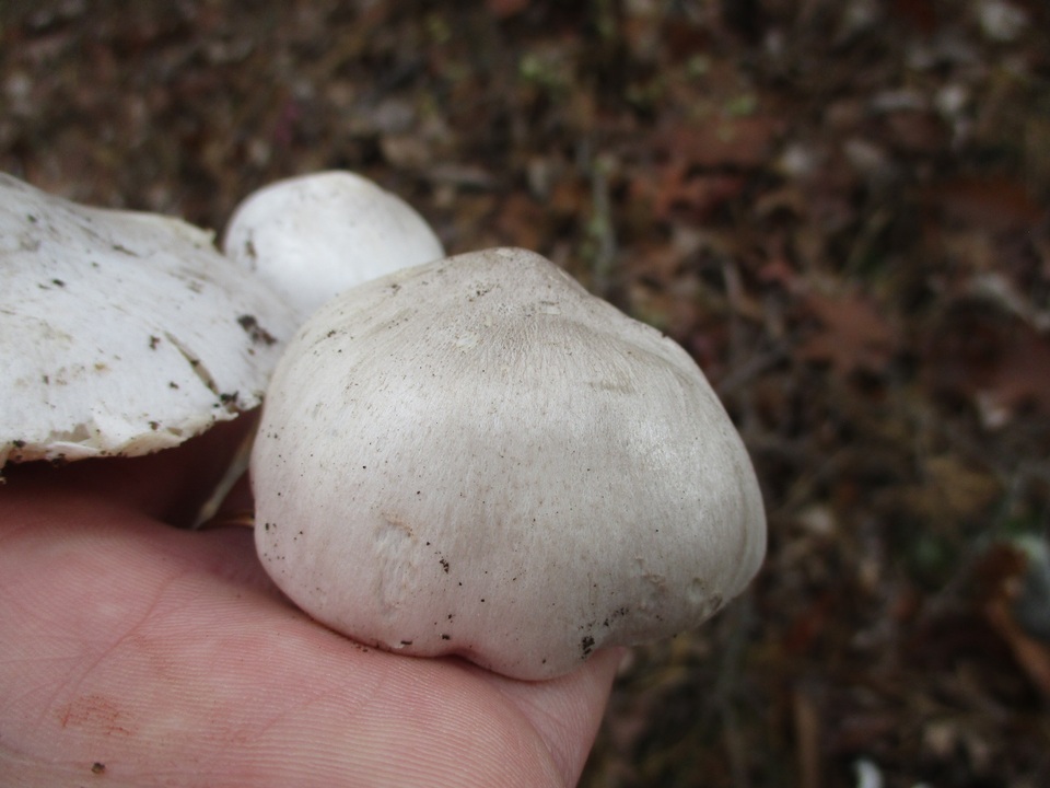 Tricholoma argenteum image
