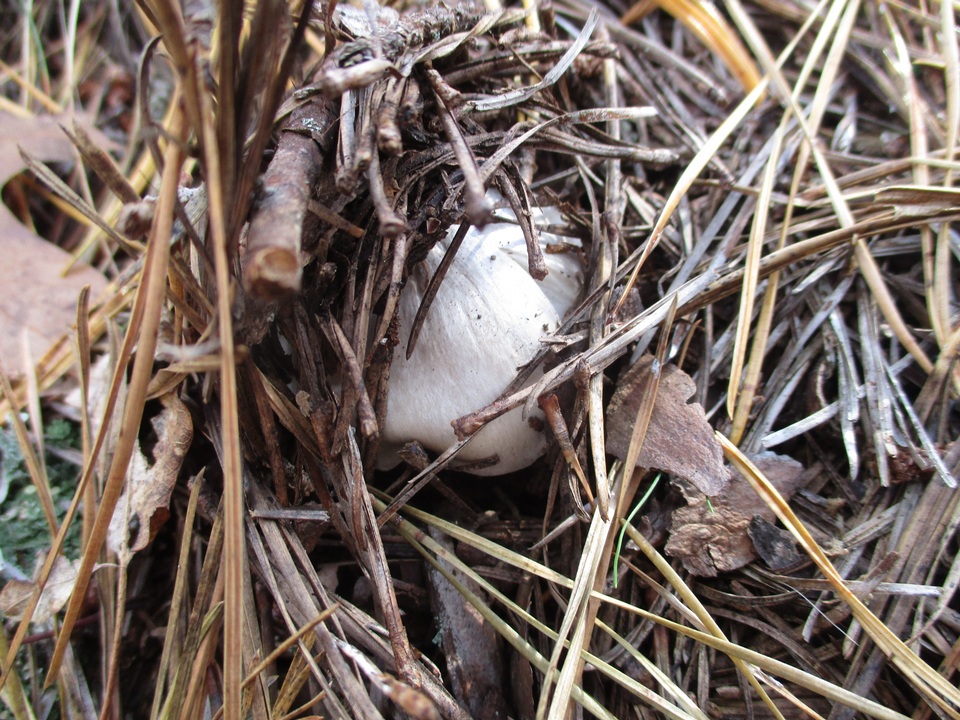 Tricholoma argenteum image