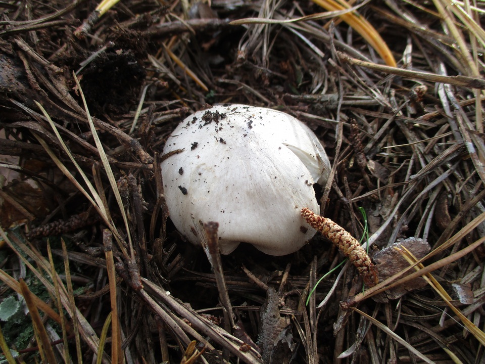 Tricholoma argenteum image