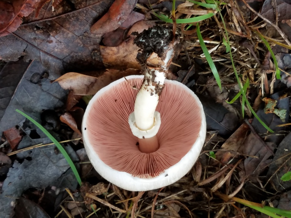 Agaricus griseicephalus image