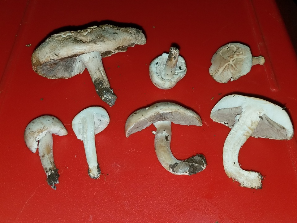 Agaricus argenteus image
