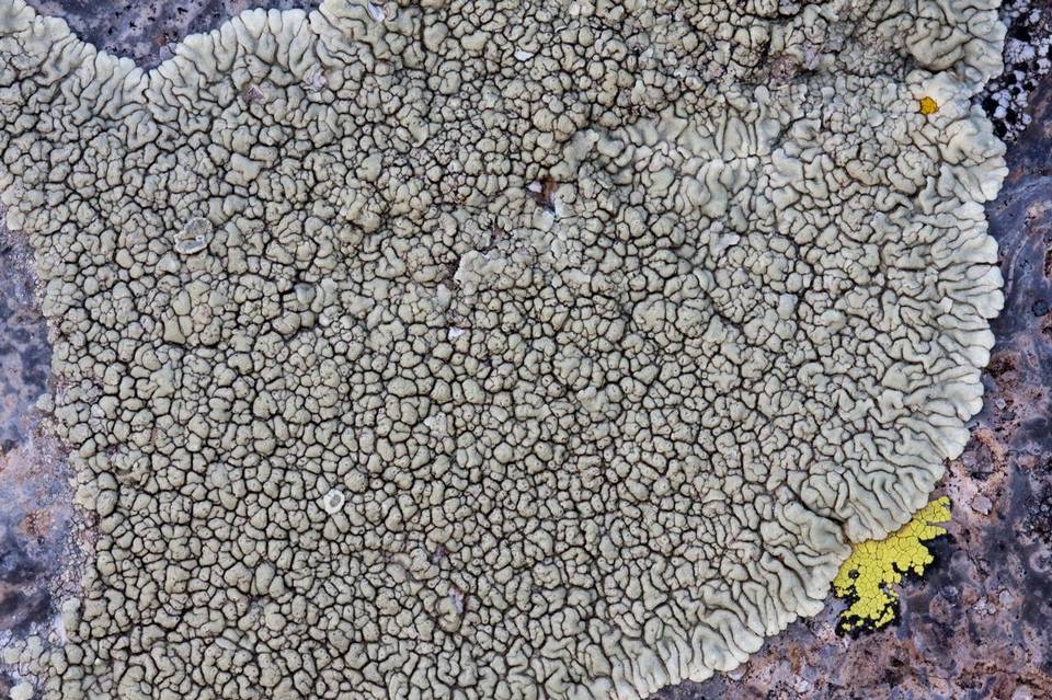 Lecanora garovaglii image