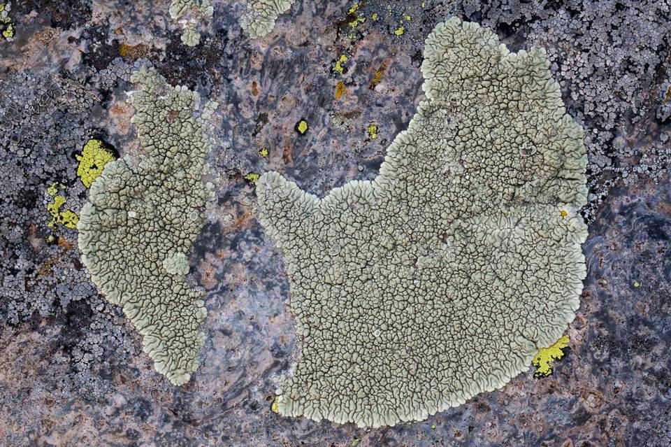 Lecanora garovaglii image