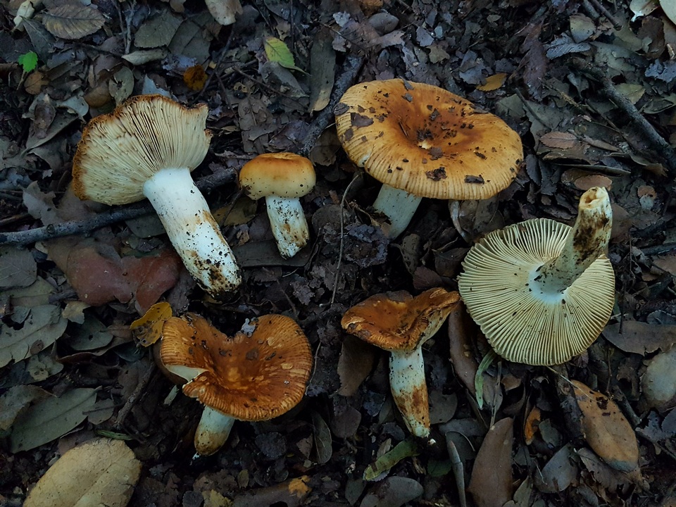 Russula foetentula image