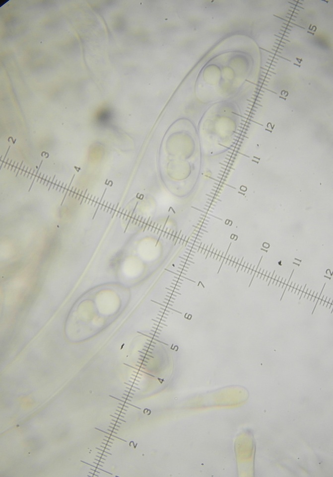 Octospora leucoloma image
