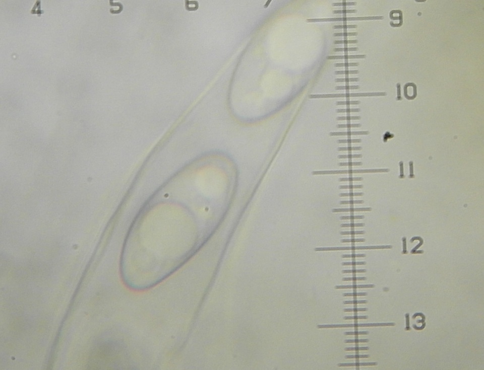 Octospora gemmicola image