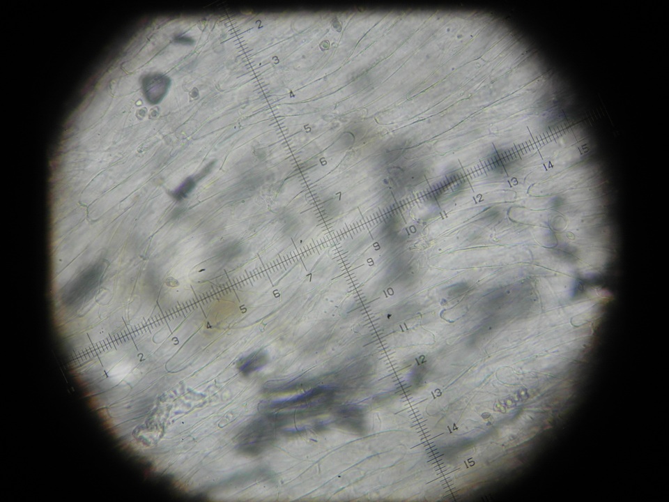Entoloma cuboidoalbum image