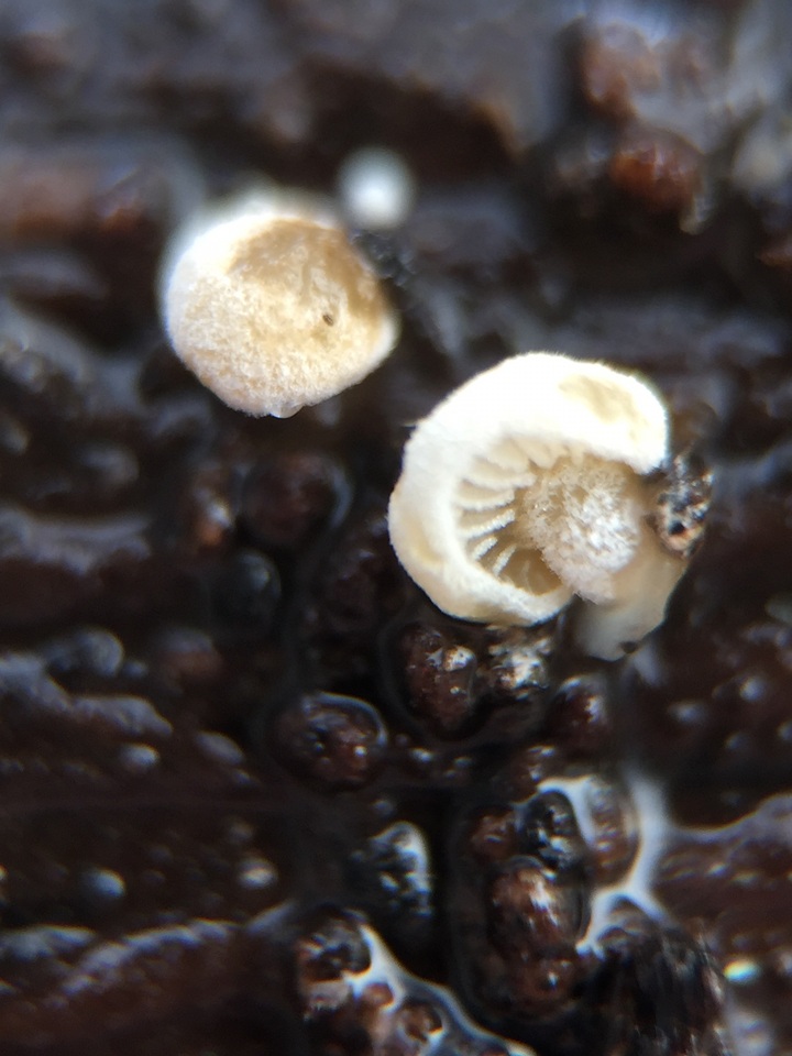 Simocybe haustellaris image