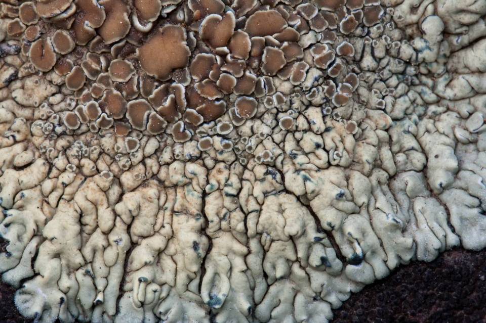 Lecanora garovaglii image
