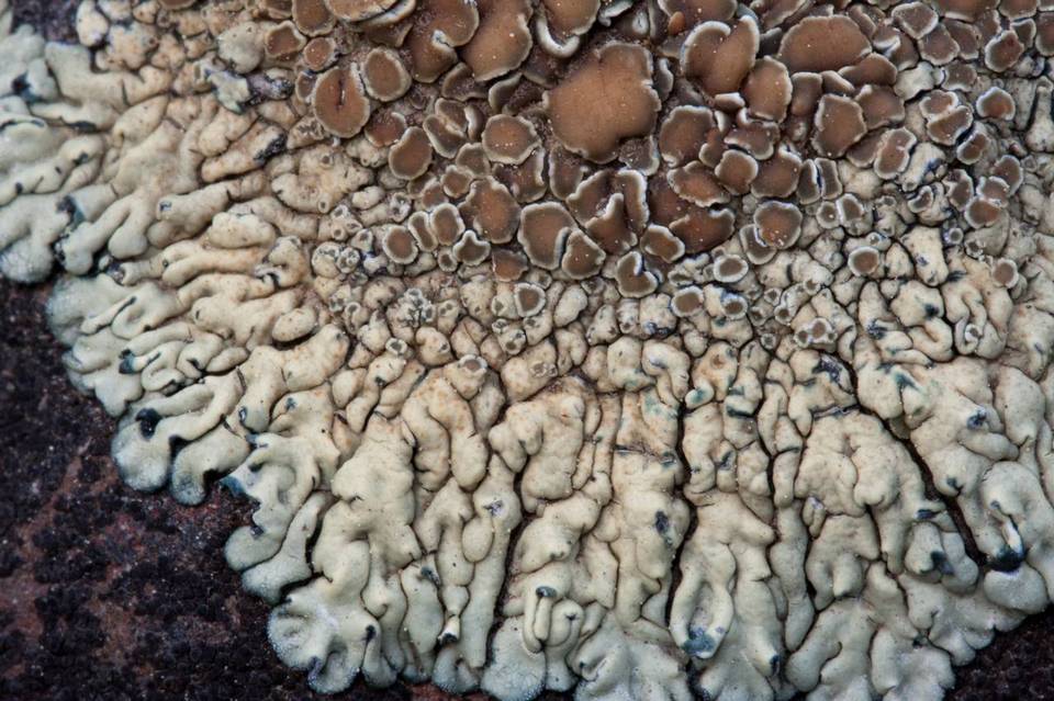 Lecanora garovaglii image