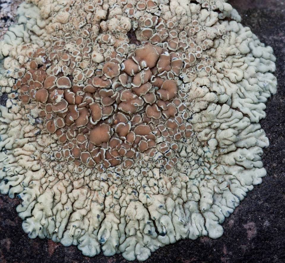 Lecanora garovaglii image