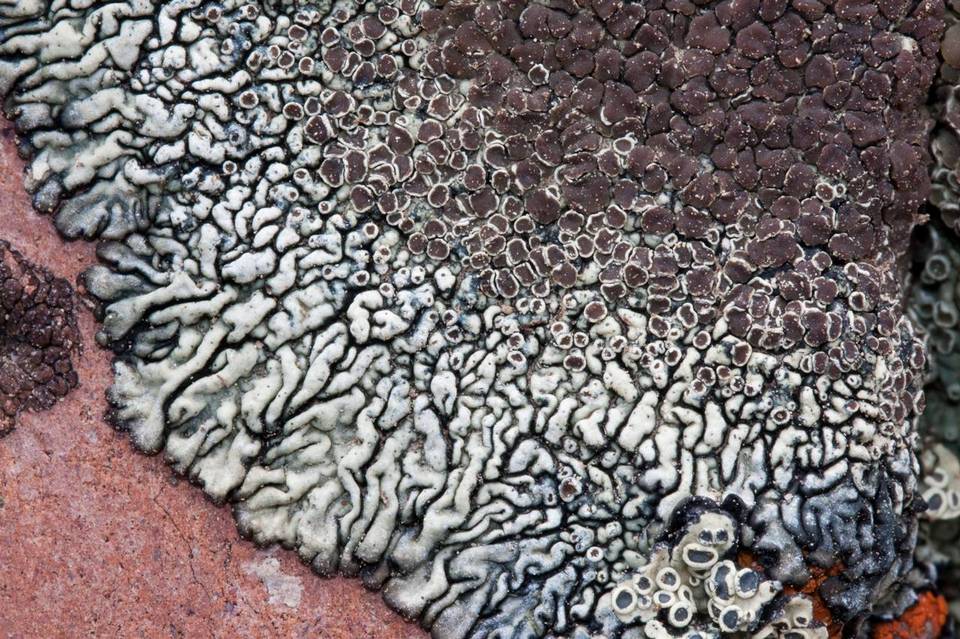 Lecanora garovaglii image