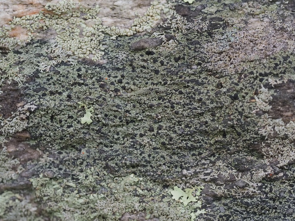 Carbonea latypizodes image
