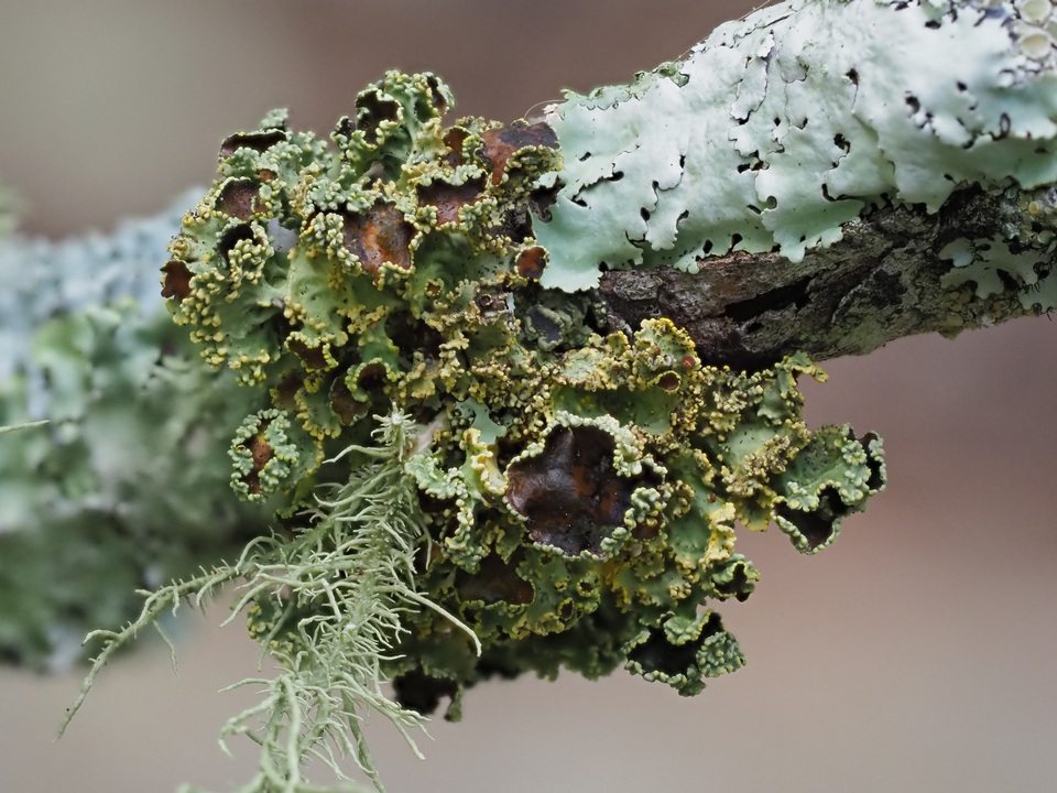 Vulpicida viridis image