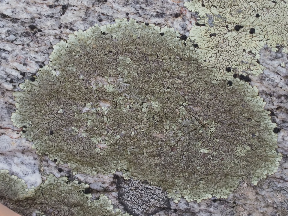 Xanthoparmelia pseudocongensis image