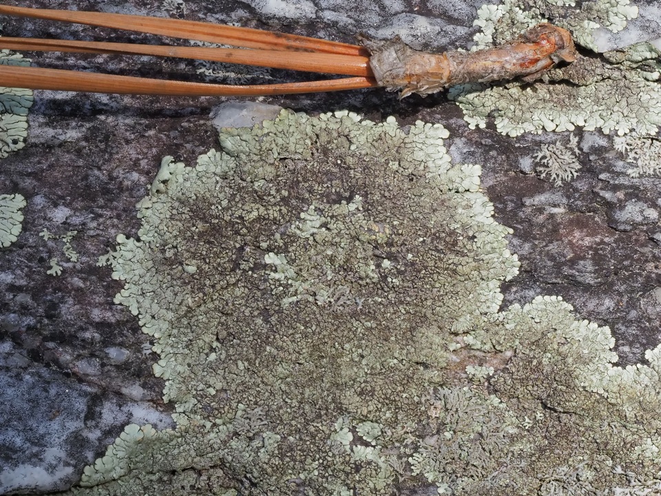 Xanthoparmelia pseudocongensis image