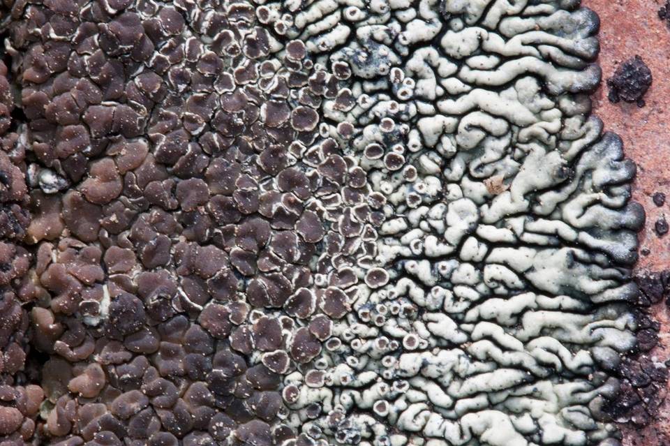 Lecanora garovaglii image