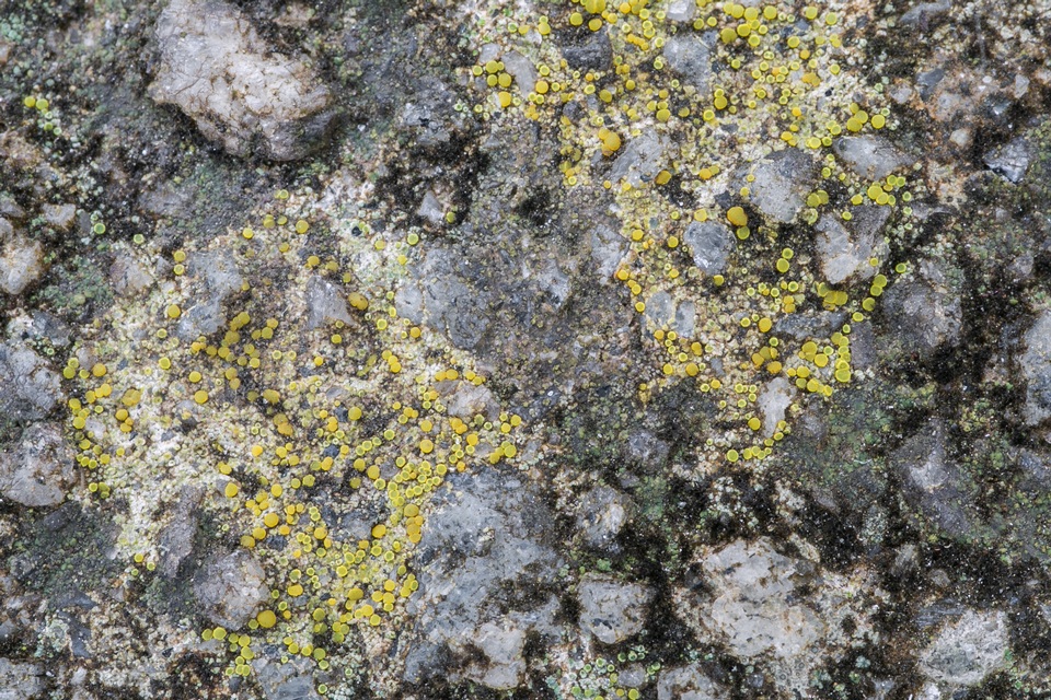 Caloplaca feracissima image