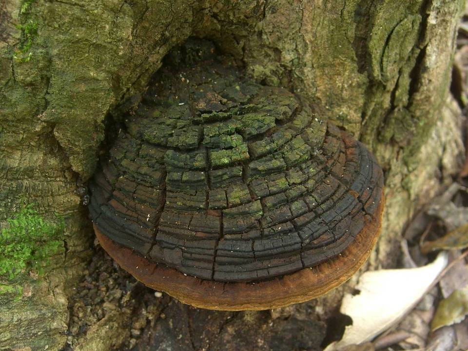 Fulvifomes krugiodendri image