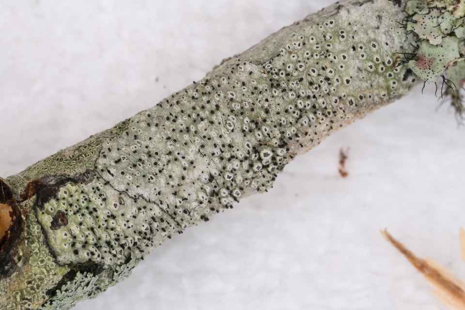 Sphinctrina tubiformis image