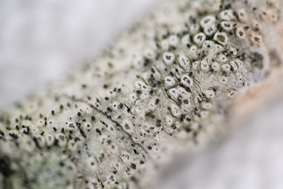 Sphinctrina tubiformis image