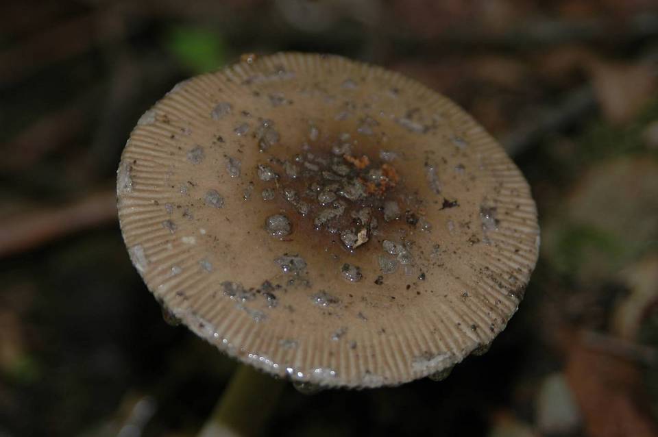 Amanita borealisorora image