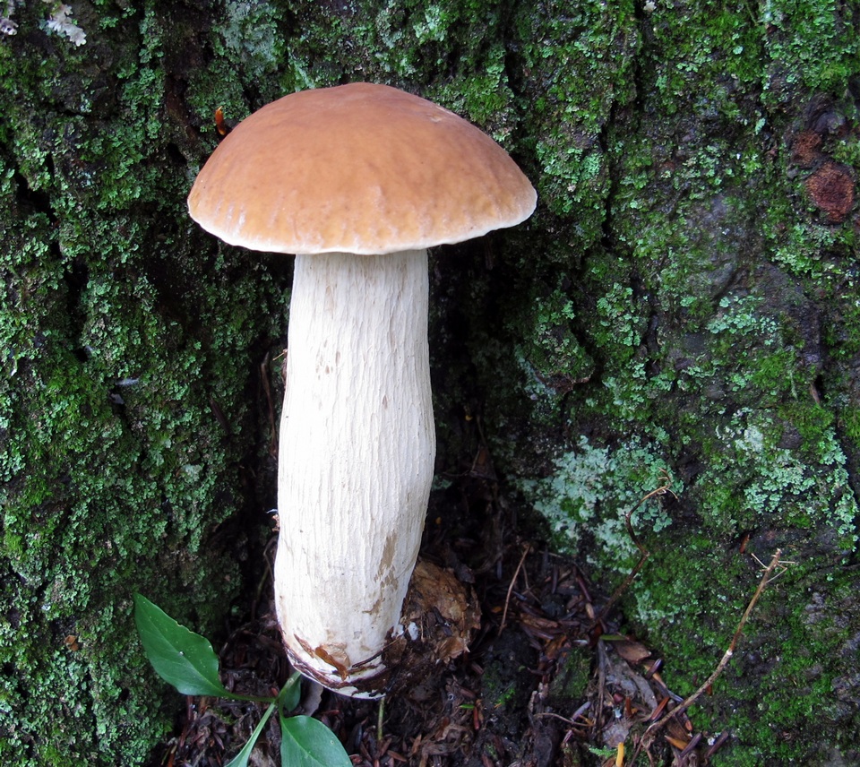 Boletus nobilissimus image