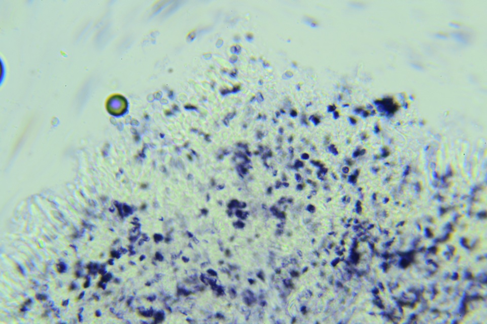 Conferticium image