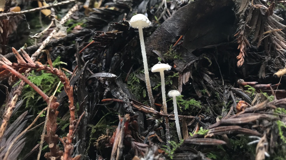 Rhizomarasmius undatus image