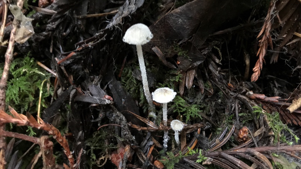 Rhizomarasmius undatus image