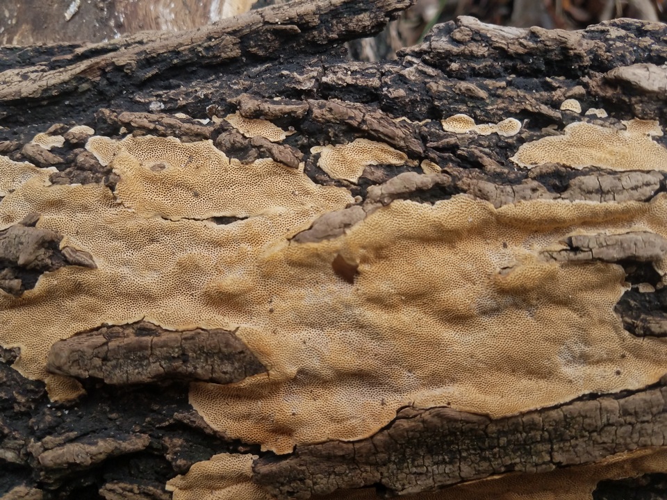 Perenniporia tenuis image