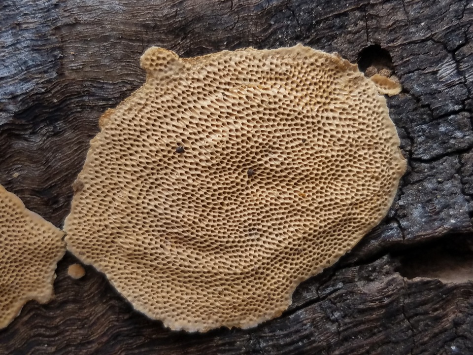 Perenniporia tenuis image