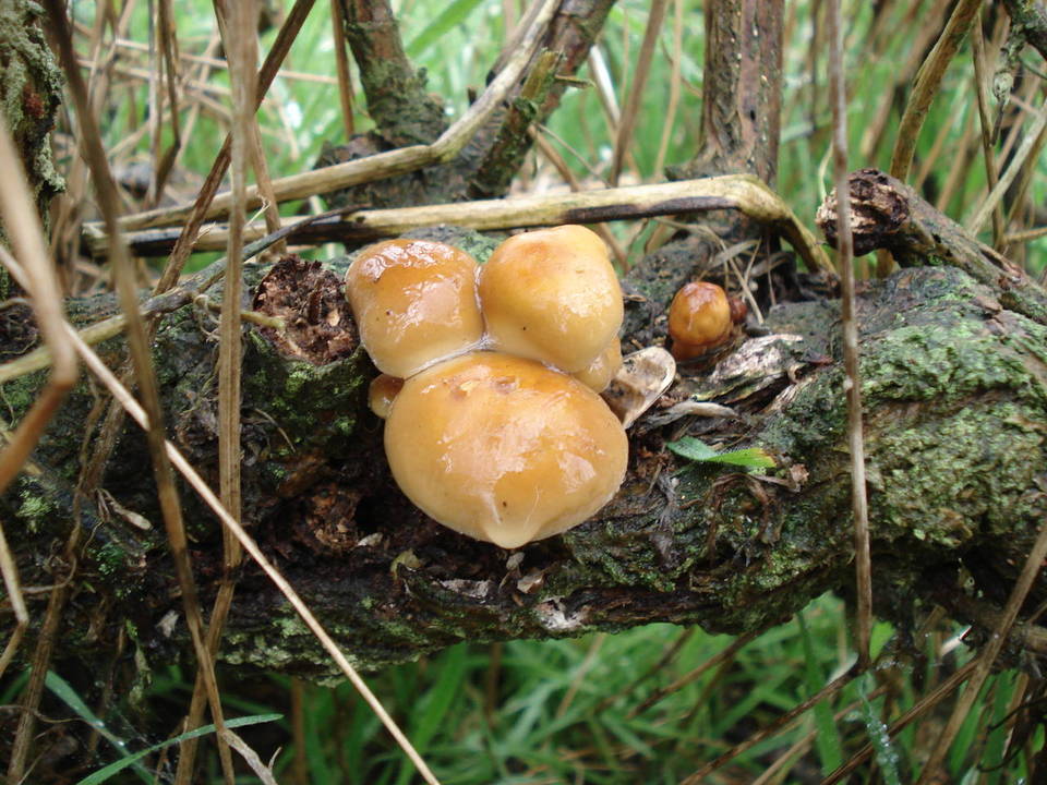 Flammulina velutipes var. lupinicola image