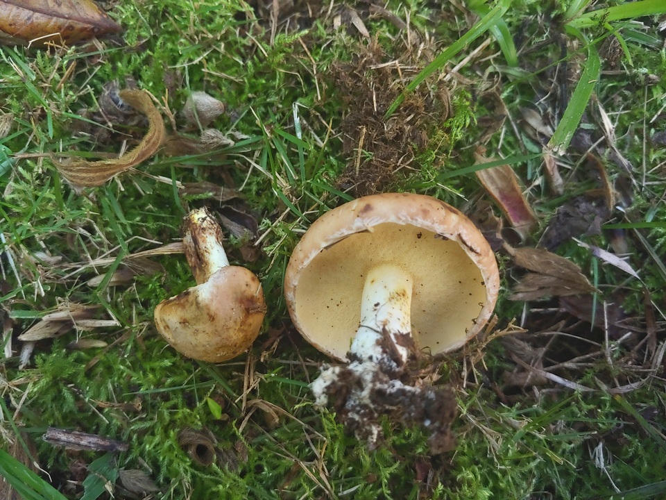 Suillus pseudoalbivelatus image