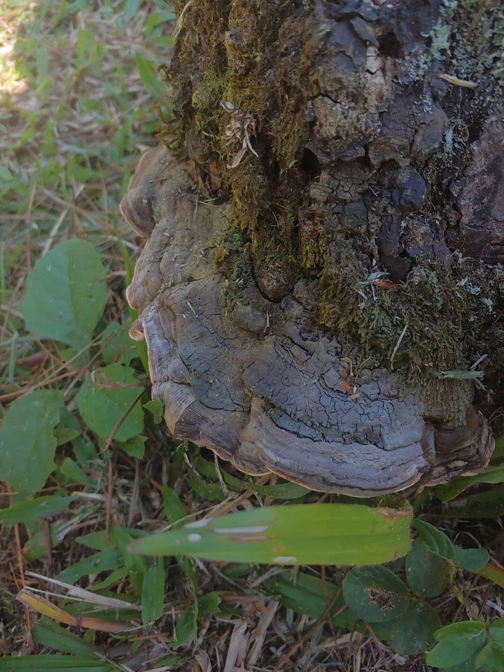 Cristelloporia rutilantiformis image