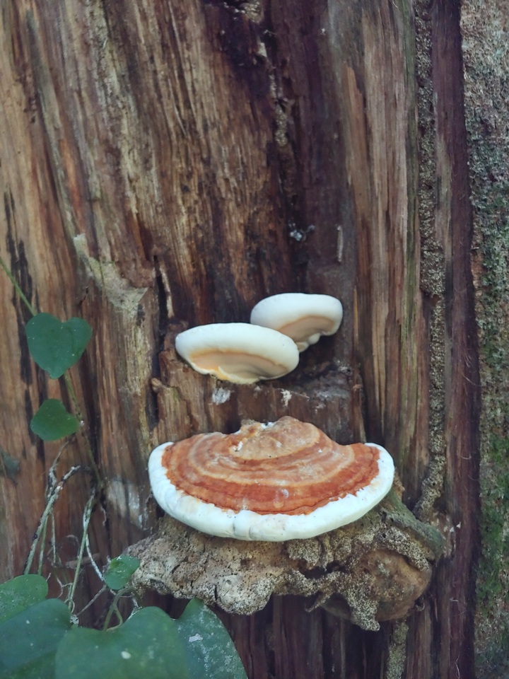 Rigidoporus ulmarius image