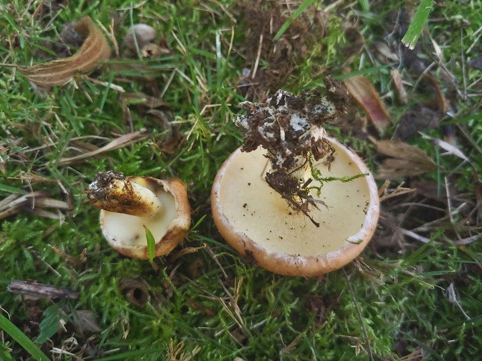 Suillus pseudoalbivelatus image