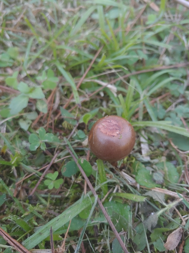 Chroogomphus jamaicensis image