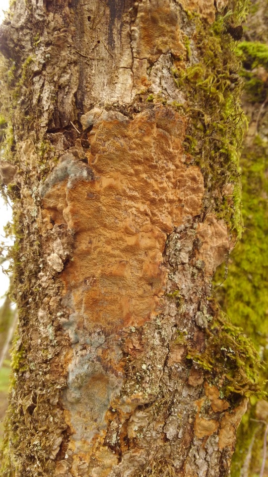 Fuscoporia ferruginosa image