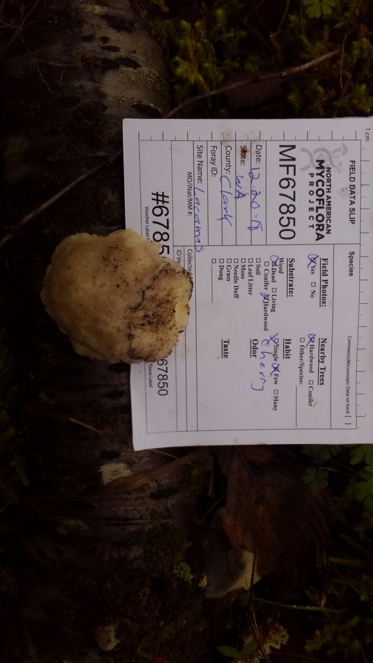 Tyromyces galactinus image