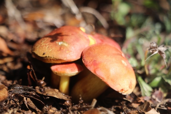 Xerocomellus redeuilhii image